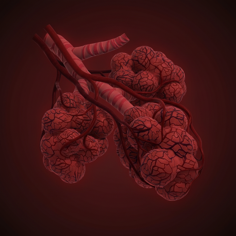 Immune Support: Building Resilience Through Everyday Wellness